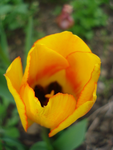 Tulipa Blushing Apeldoorn (2010, Apr.23)