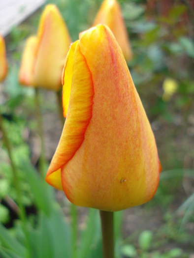 Tulipa Blushing Apeldoorn (2010, Apr.24) - Tulipa Blushing Apeldoorn