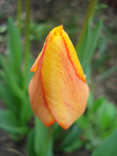 Tulipa Blushing Apeldoorn (2010, Apr.24) - Tulipa Blushing Apeldoorn