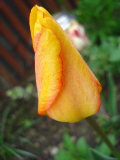 Tulipa Blushing Apeldoorn (2010, Apr.24) - Tulipa Blushing Apeldoorn