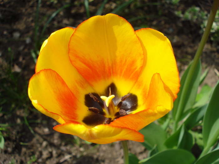 Tulipa Blushing Apeldoorn (2010, Apr.24) - Tulipa Blushing Apeldoorn