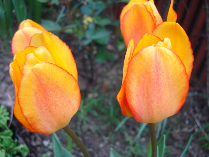 Tulipa Blushing Apeldoorn (2010, Apr.24)