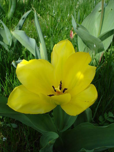 Tulipa Golden Apeldoorn (2009, April 06) - Tulipa Golden Apeldoorn