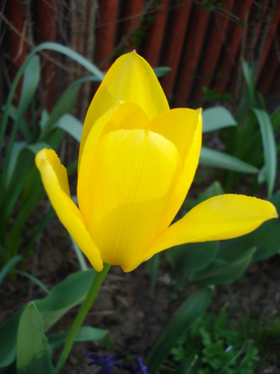 Tulipa Golden Apeldoorn (2010, April 18)