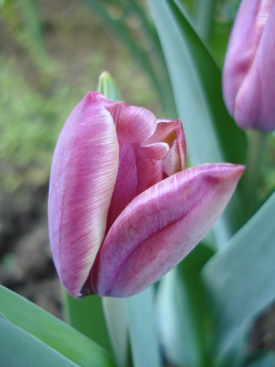 Tulipa Atlantis (2010, April 28) - Tulipa Atlantis