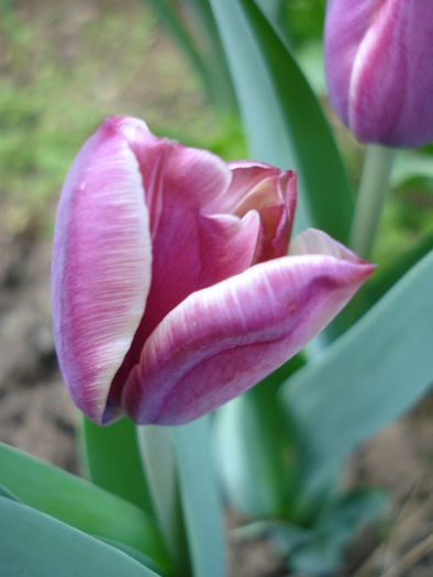 Tulipa Atlantis (2010, April 29) - Tulipa Atlantis