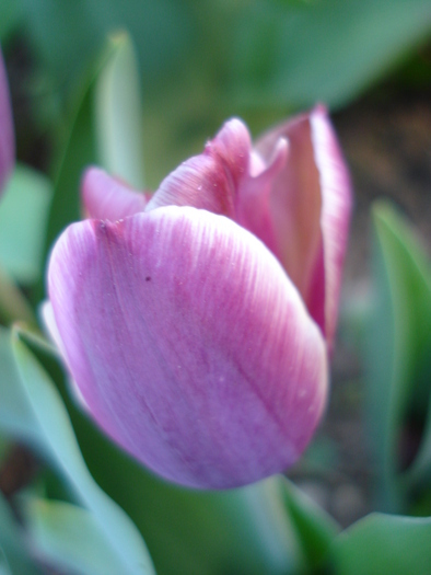 Tulipa Atlantis (2010, April 29) - Tulipa Atlantis