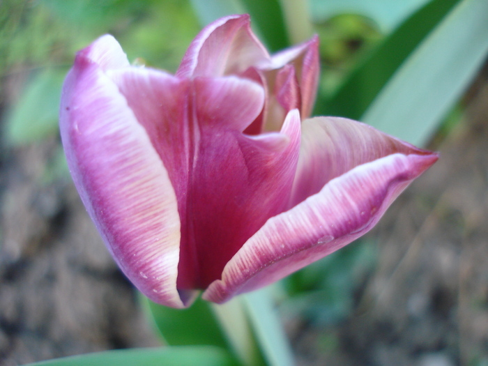 Tulipa Atlantis (2010, April 29)