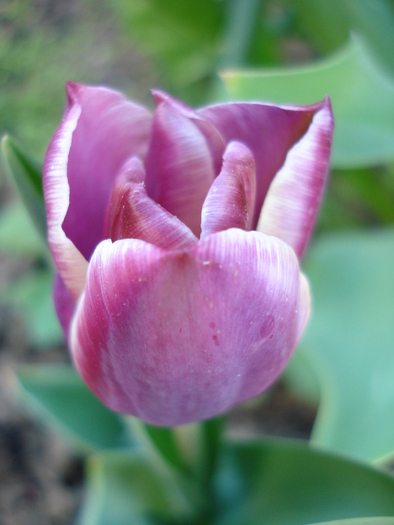 Tulipa Atlantis (2010, April 29)