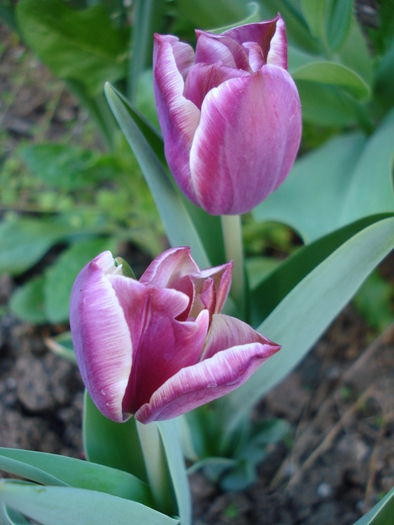 Tulipa Atlantis (2010, April 29) - Tulipa Atlantis