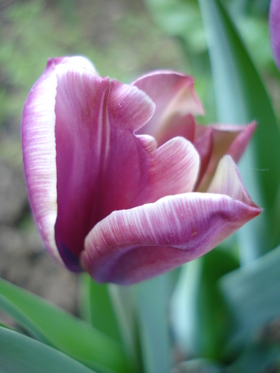 Tulipa Atlantis (2010, April 30) - Tulipa Atlantis