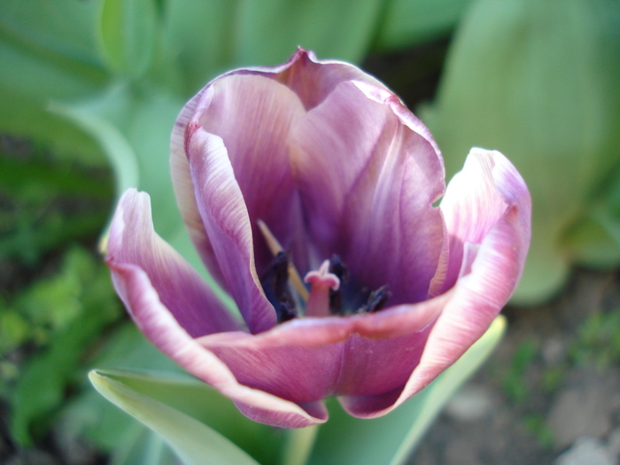 Tulipa Atlantis (2010, May 01)