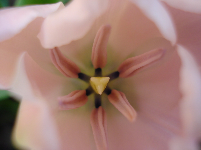 Tulipa Pink Diamond (2010, May 01) - Tulipa Pink Diamond