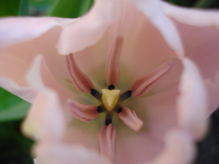 Tulipa Pink Diamond (2010, May 01) - Tulipa Pink Diamond