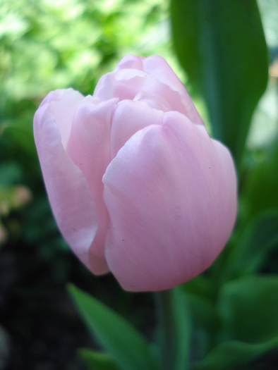 Tulipa Pink Diamond (2010, May 02) - Tulipa Pink Diamond