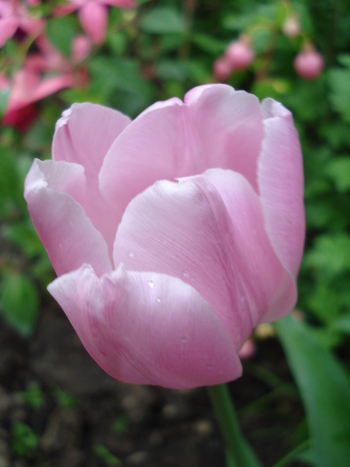 Tulipa Pink Diamond (2010, May 07) - Tulipa Pink Diamond