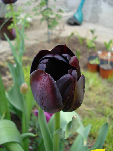 Tulipa Queen of Night (2009, April 26) - Tulipa Queen of Night