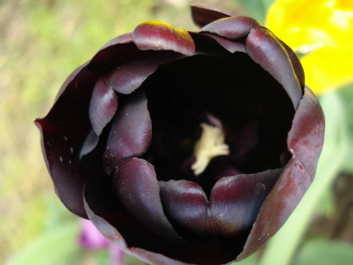 Tulipa Queen of Night (2009, April 26) - Tulipa Queen of Night