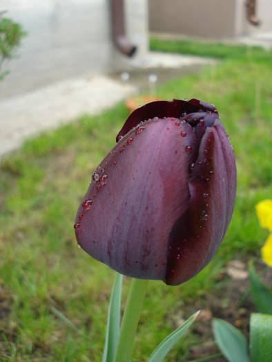 Tulipa Queen of Night (2009, April 26) - Tulipa Queen of Night