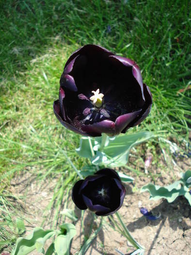 Tulipa Queen of Night (2009, May 01) - Tulipa Queen of Night