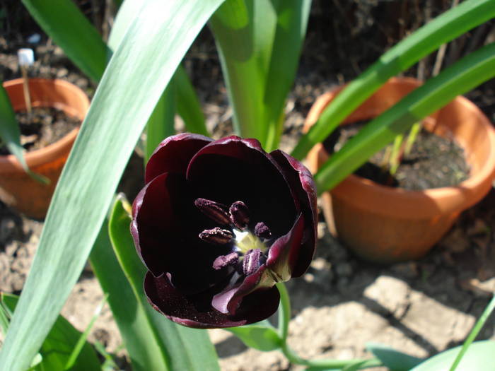 Tulipa Queen of Night (2009, May 01)