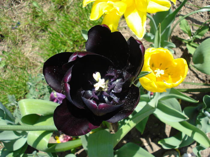 Tulipa Queen of Night (2009, May 01)