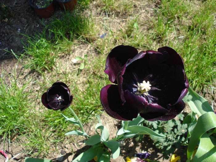 Tulipa Queen of Night (2009, May 01)