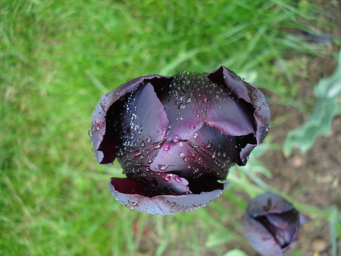 Tulipa Queen of Night (2009, May 03)