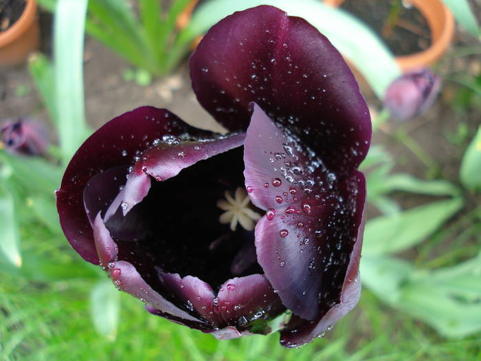 Tulipa Queen of Night (2009, May 03)