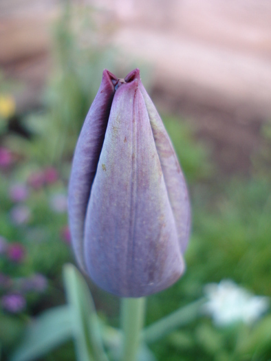 Tulipa Queen of Night (2010, April 21)