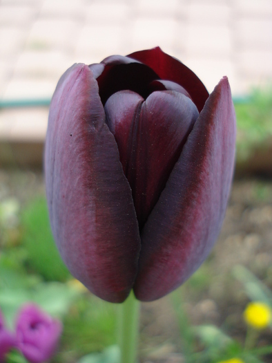 Tulipa Queen of Night (2010, April 23) - Tulipa Queen of Night