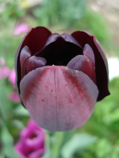 Tulipa Queen of Night (2010, April 23) - Tulipa Queen of Night