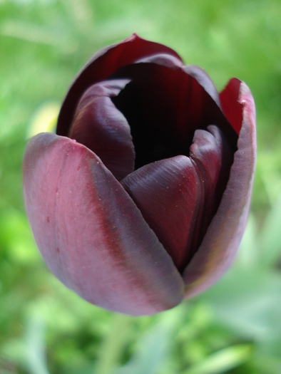 Tulipa Queen of Night (2010, April 23) - Tulipa Queen of Night