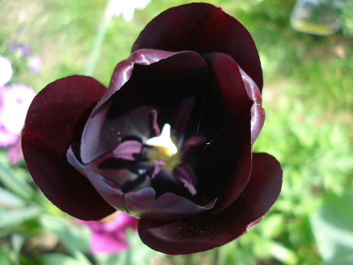 Tulipa Queen of Night (2010, April 24) - Tulipa Queen of Night