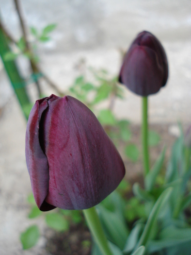 Tulipa Queen of Night (2010, April 24)