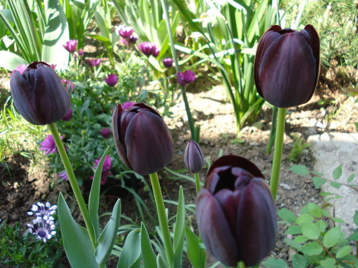 Tulipa Queen of Night (2010, April 26)