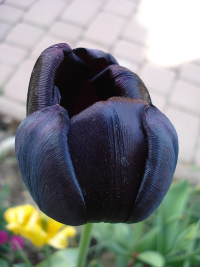Tulipa Queen of Night (2010, May 05) - Tulipa Queen of Night
