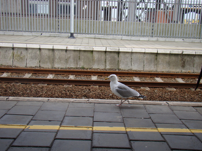 DSC00430