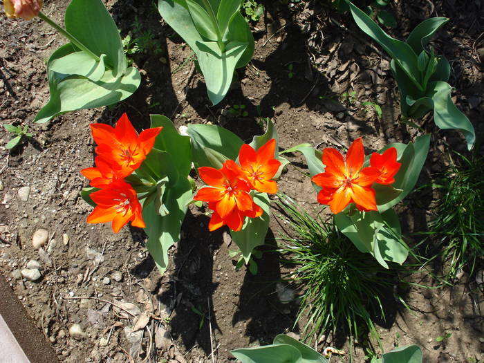 Tulipa Praestans Fusilier (2009, April 06)