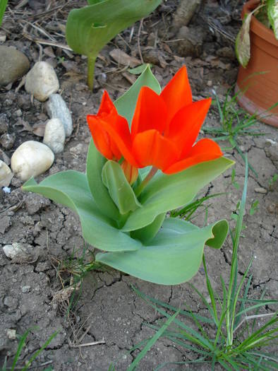 Tulipa Praestans Fusilier (2009, April 10) - Tulipa Praestans Fusilier