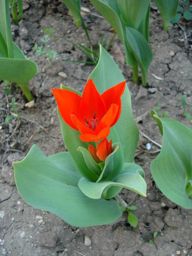 Tulipa Praestans Fusilier (2009, April 10)