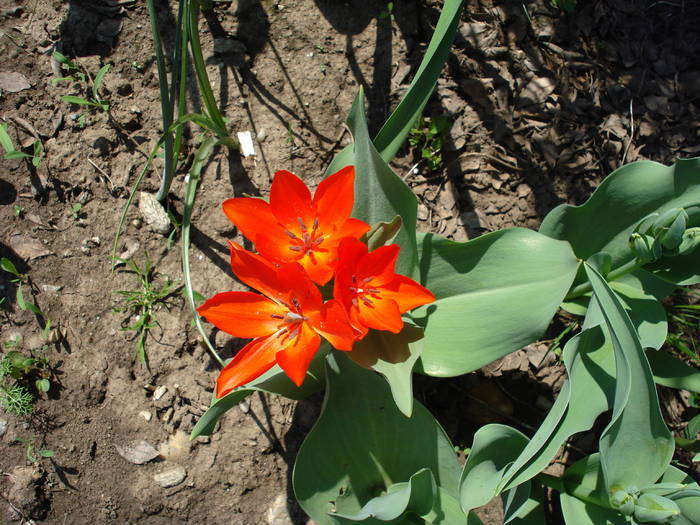Tulipa Praestans Fusilier (2009, April 16) - Tulipa Praestans Fusilier