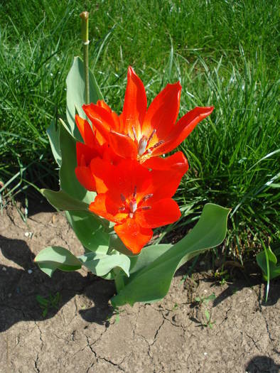 Tulipa Praestans Fusilier (2009, April 16) - Tulipa Praestans Fusilier