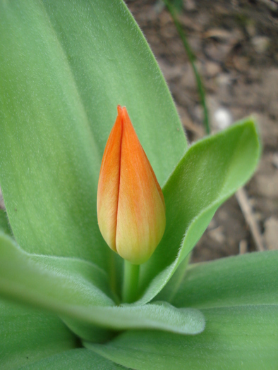 Tulipa Praestans Fusilier (2010, April 05) - Tulipa Praestans Fusilier