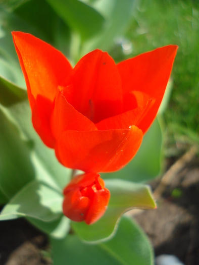 Tulipa Praestans Fusilier (2010, April 07)
