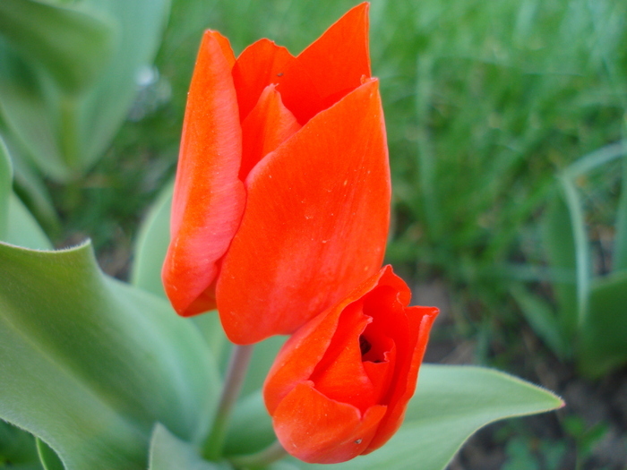 Tulipa Praestans Fusilier (2010, April 08) - Tulipa Praestans Fusilier