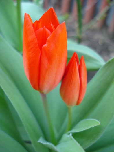 Tulipa Praestans Fusilier (2010, April 08) - Tulipa Praestans Fusilier