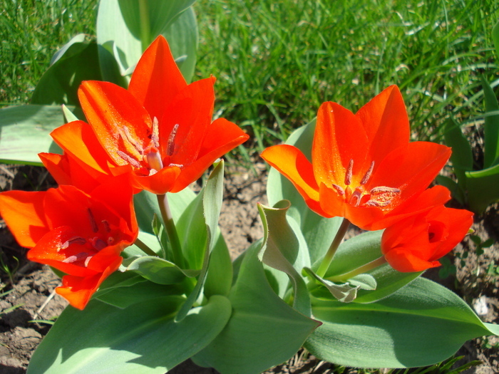 Tulipa Praestans Fusilier (2010, April 08) Tulipa Praestans Fusilier (2010, April 08)