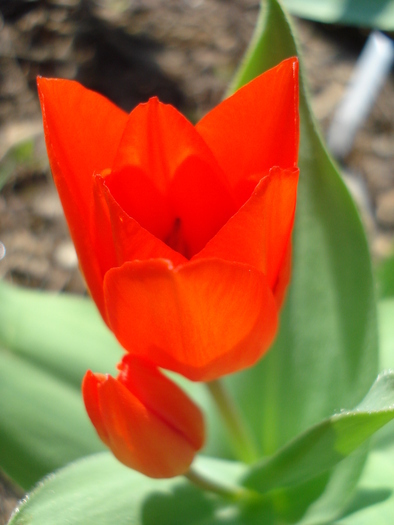 Tulipa Praestans Fusilier (2010, April 08) Tulipa Praestans Fusilier (2010, April 08)