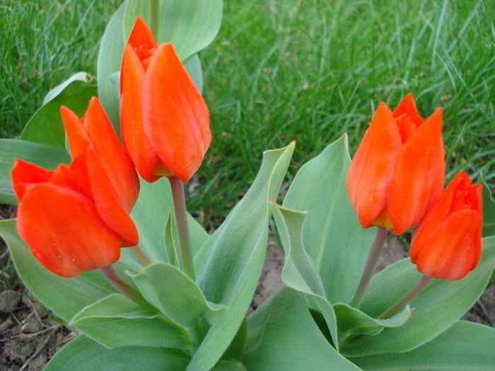 Tulipa Praestans Fusilier (2010, April 08) Tulipa Praestans Fusilier (2010, April 08)